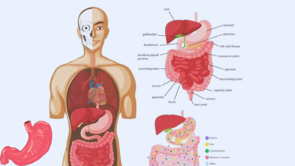 does healthy food digest faster